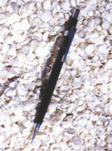 pen